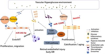 Research progress on exosomes/microRNAs in the treatment of diabetic retinopathy